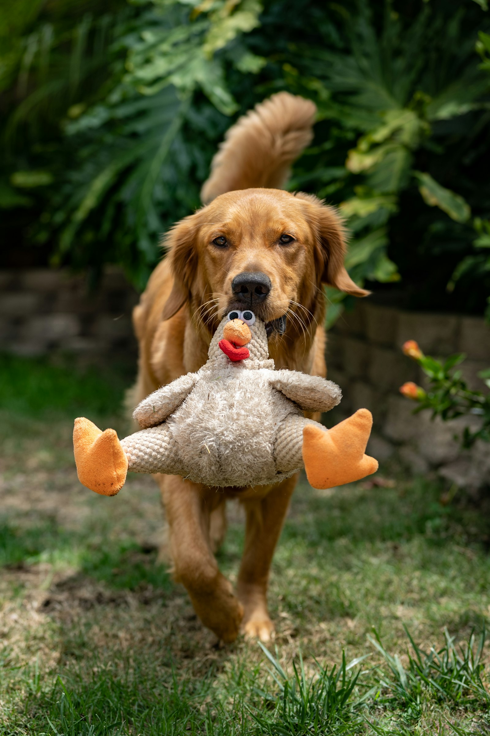 Chú golden retriever ngậm đồ chơi gà bông giữa nền lá xanh