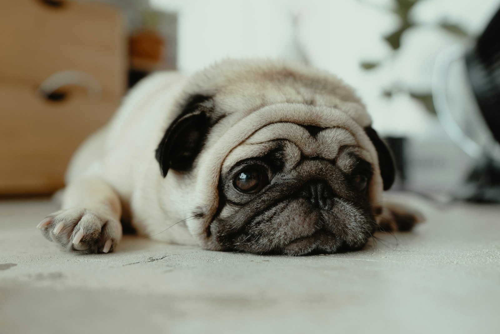 Chú pug con nằm dài trên sàn