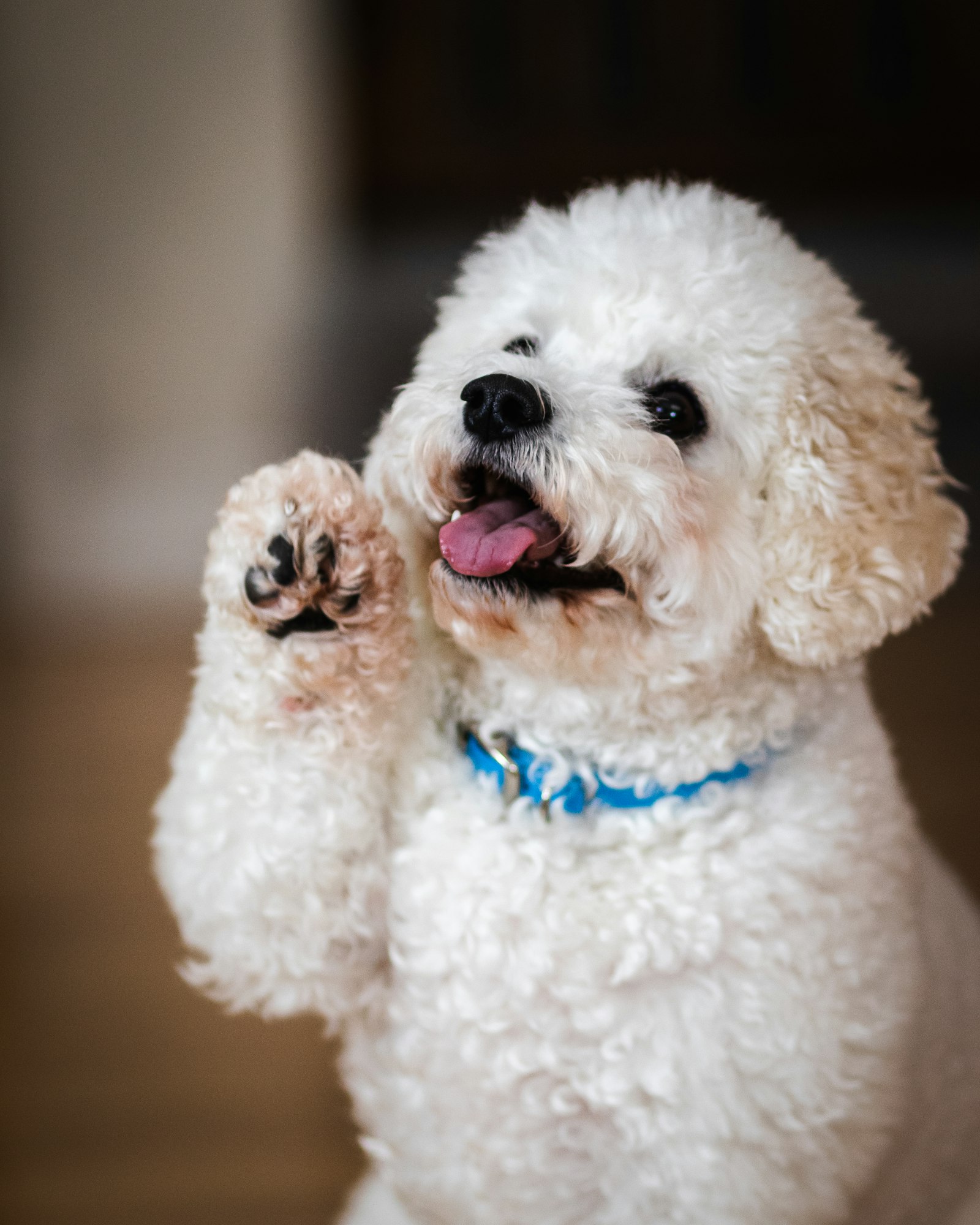 Chú poodle trắng tỉa gọn gàng giơ chân chào