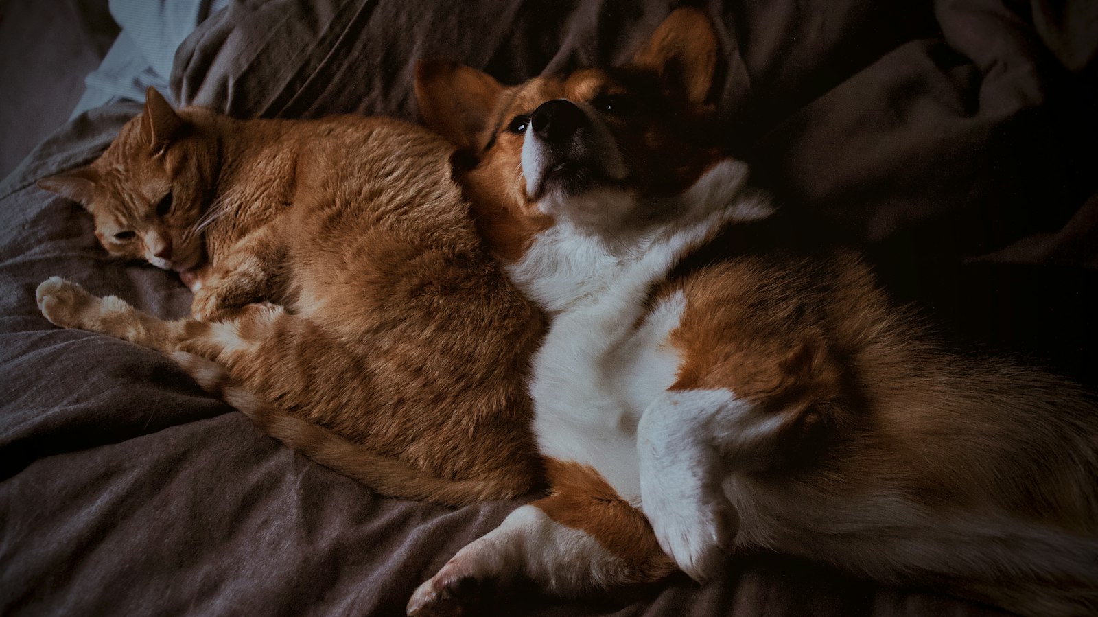 Chú corgi và chú mèo vằn nằm ngủ sát bên nhau